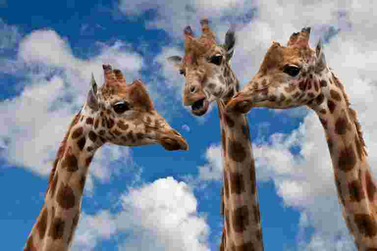 giraffes-g7cb659bfe_1920